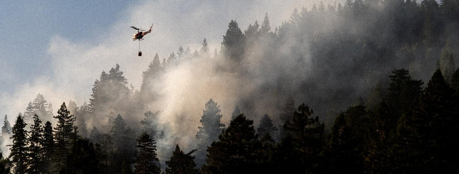 Wildfires in the News: Biggest Wildfires And Their Impact