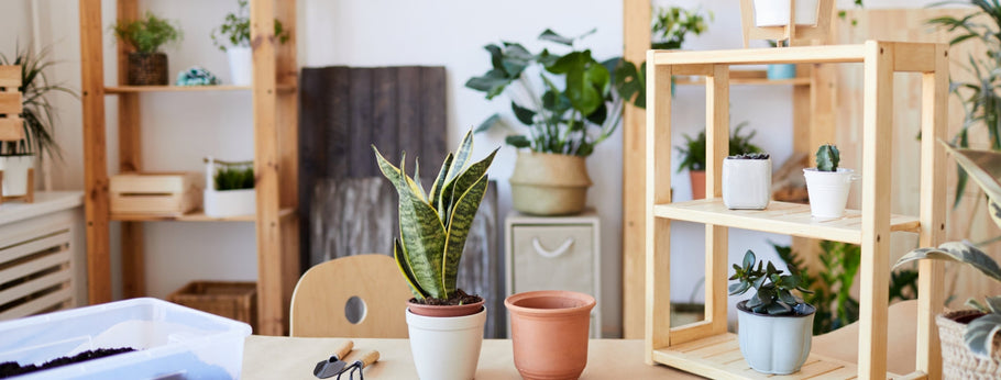 Do Plants Affect Indoor Air Pollution?