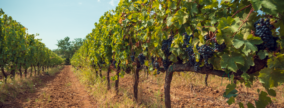 How Vineyards Can Use Air Quality Monitors to Protect their Grapes