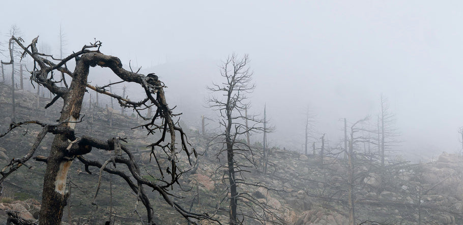 How to Recognize the Effects of Air Pollution Exposure