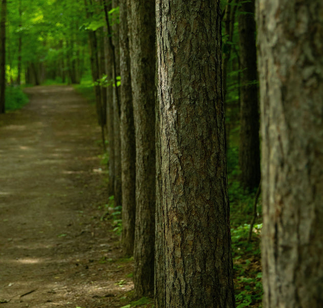 How Students Are Getting Involved — Air Quality in Milton, Ontario